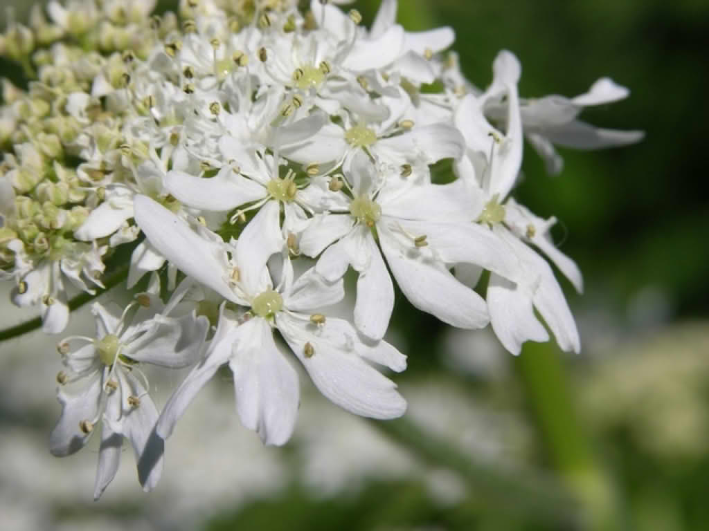 Heracleum sphondylium