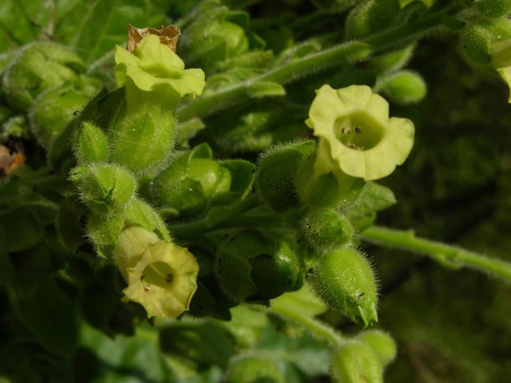 Nicotiana rustica