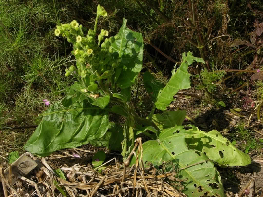 Nicotiana rustica