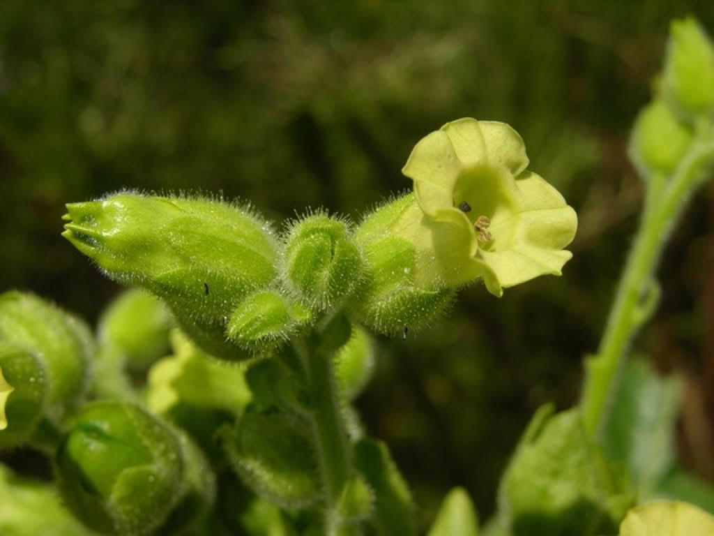 Nicotiana rustica