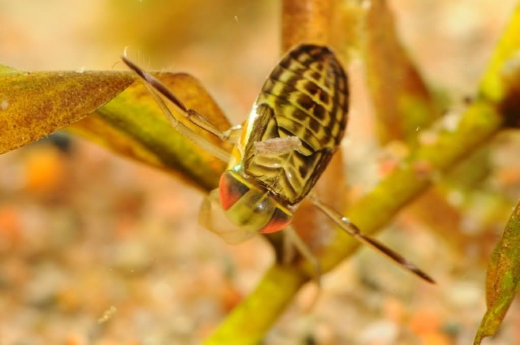 Corixidae