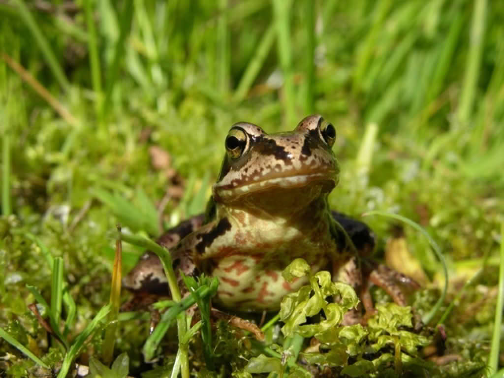 Rana temporaria