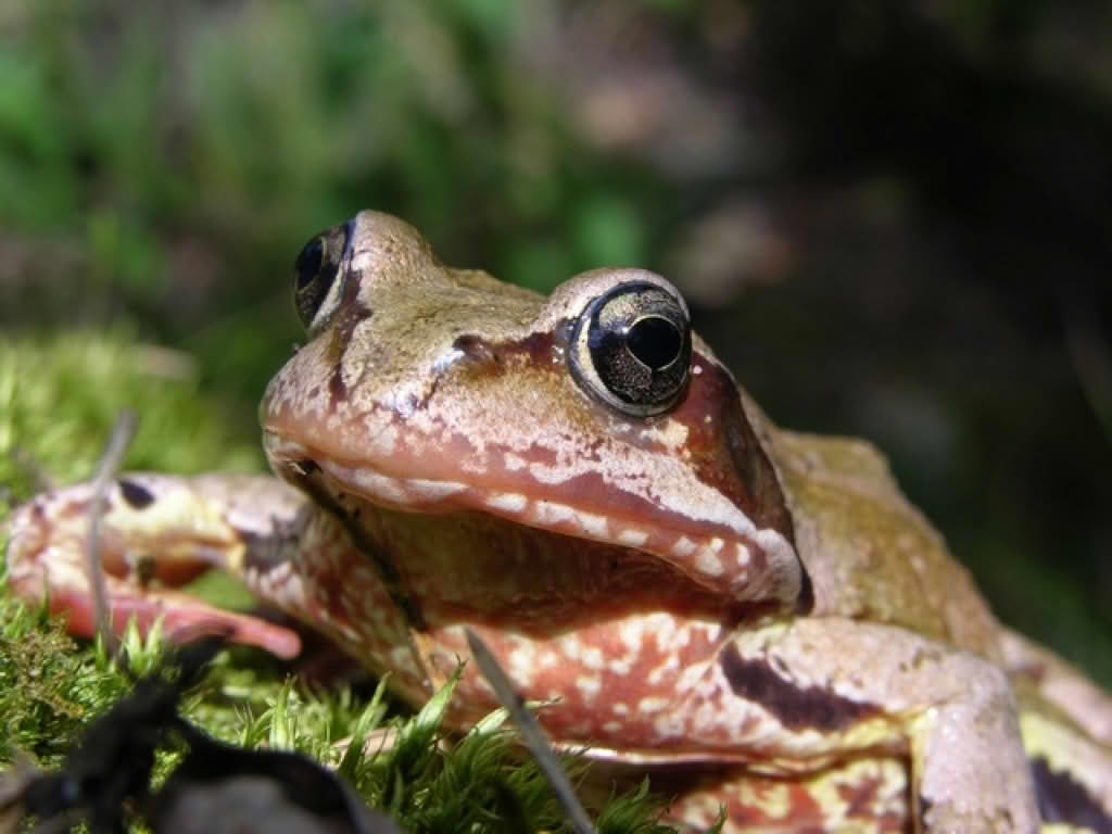 Rana temporaria