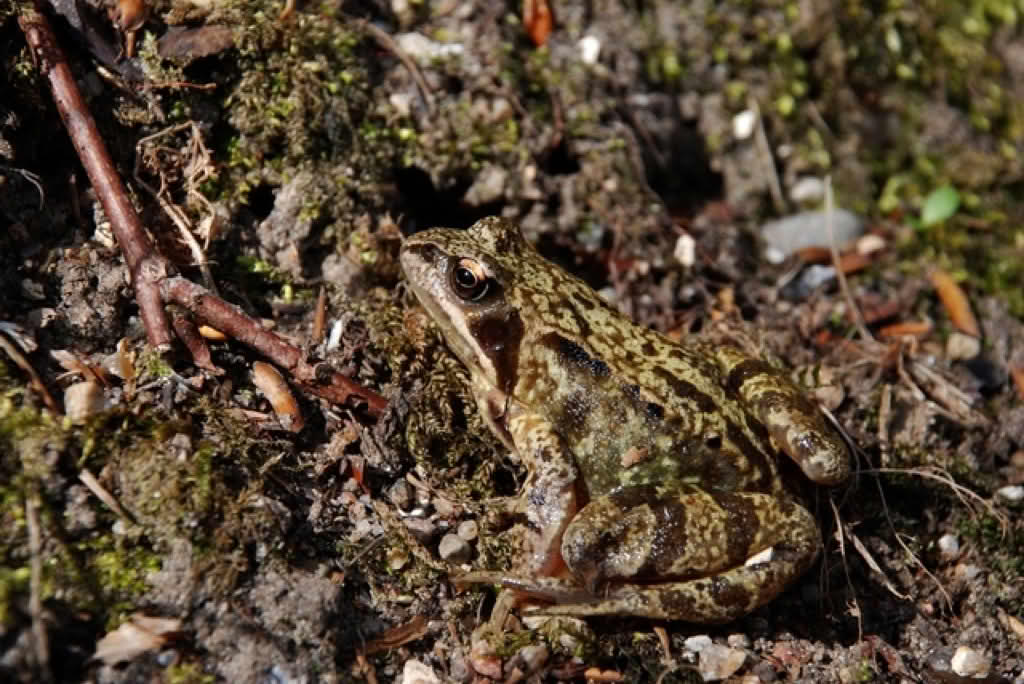 Rana temporaria