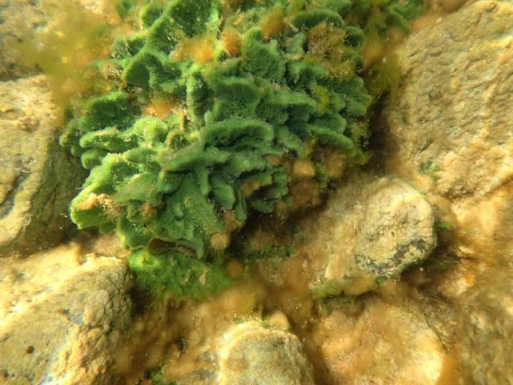 Spongilla lacustris