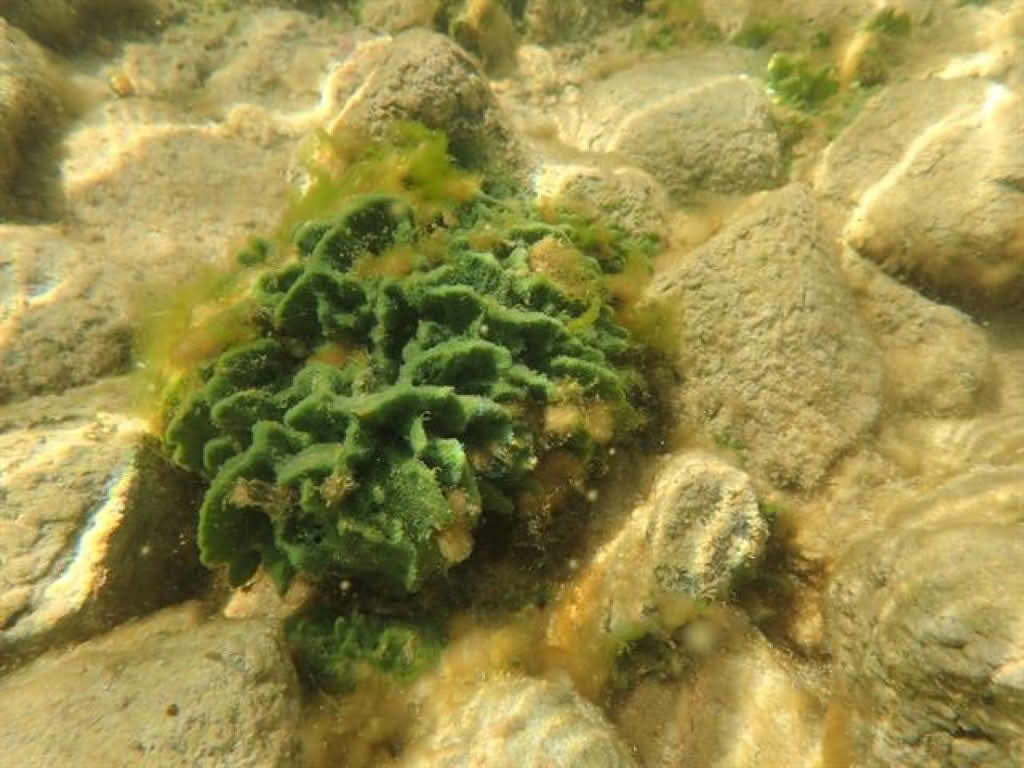 Spongilla lacustris