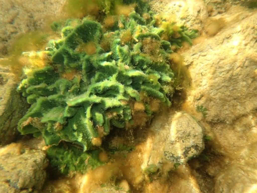 Spongilla lacustris