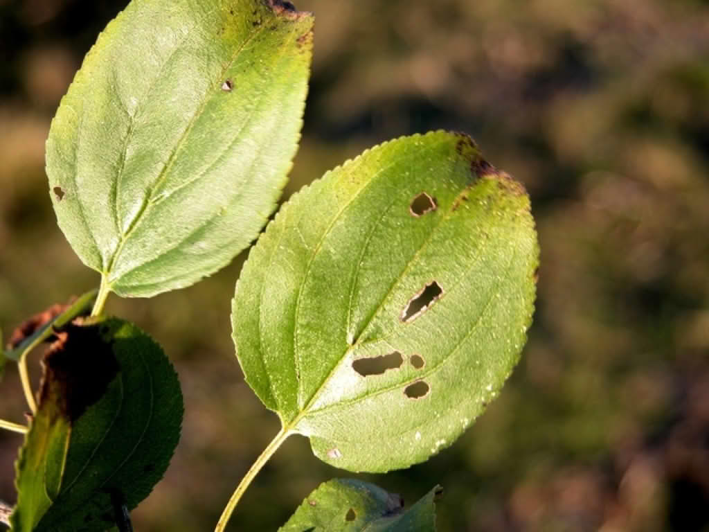 Rhamnus cathartica