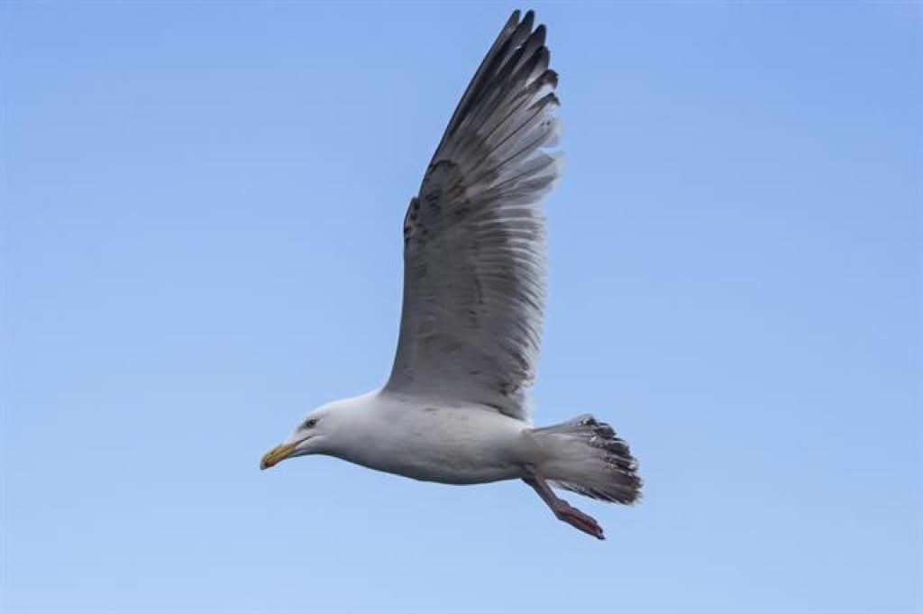 Larus argentatus