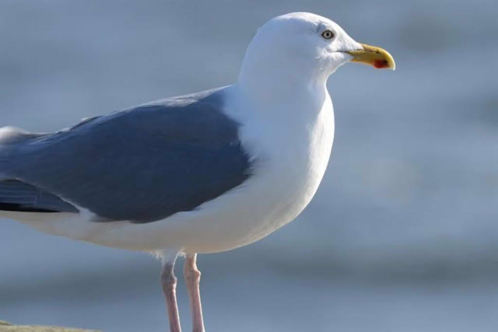 Larus argentatus