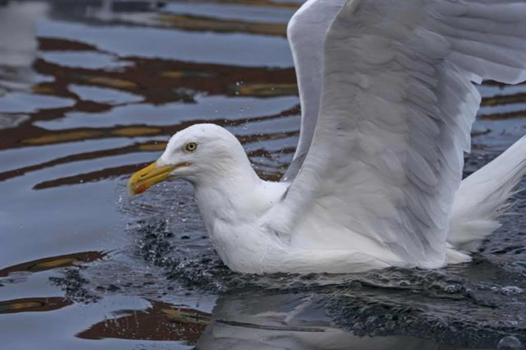 Larus argentatus