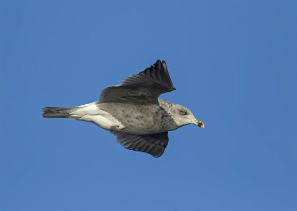 Larus argentatus