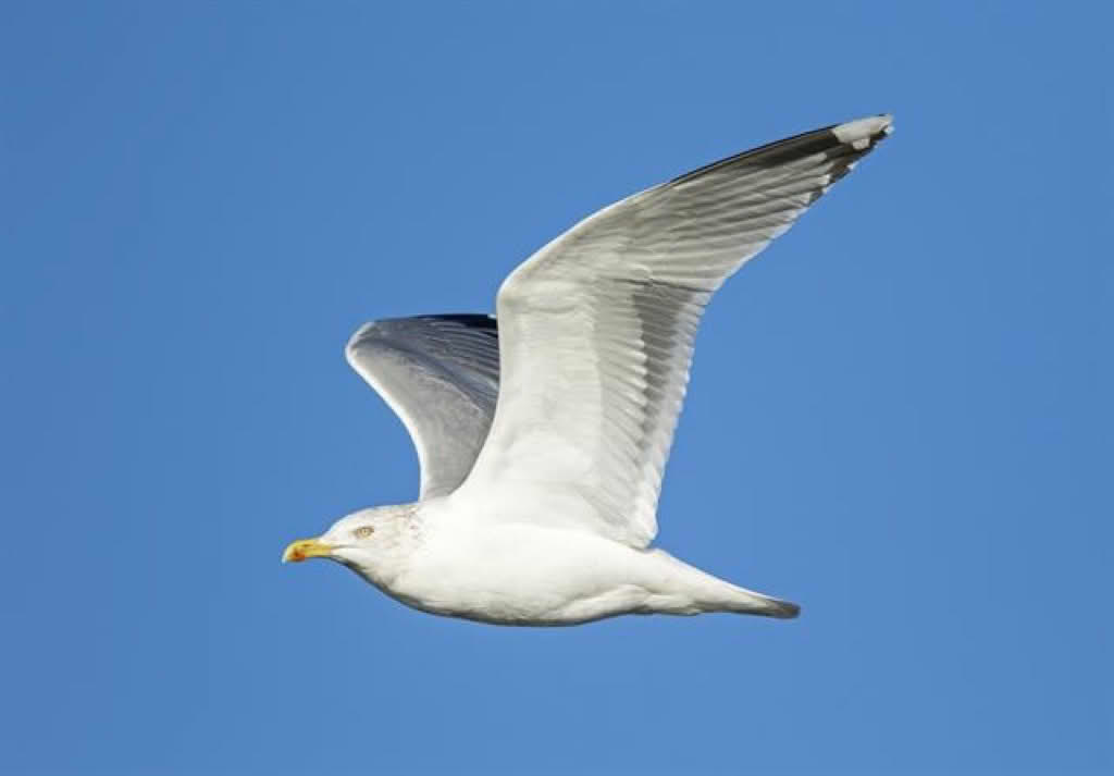 Larus argentatus