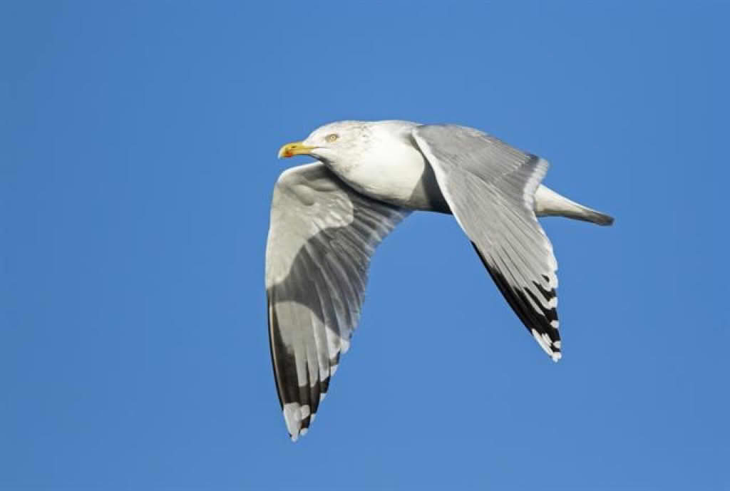 Larus argentatus