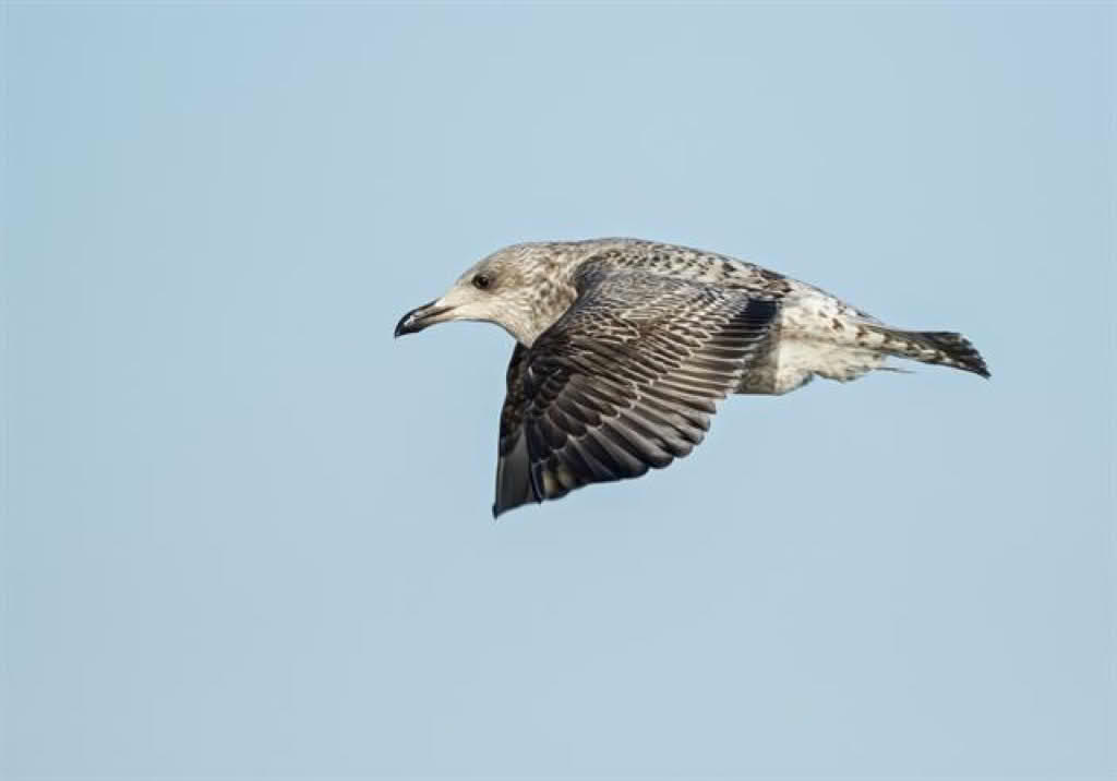 Larus argentatus