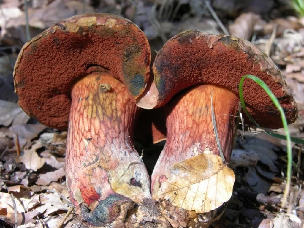 Boletus luridus