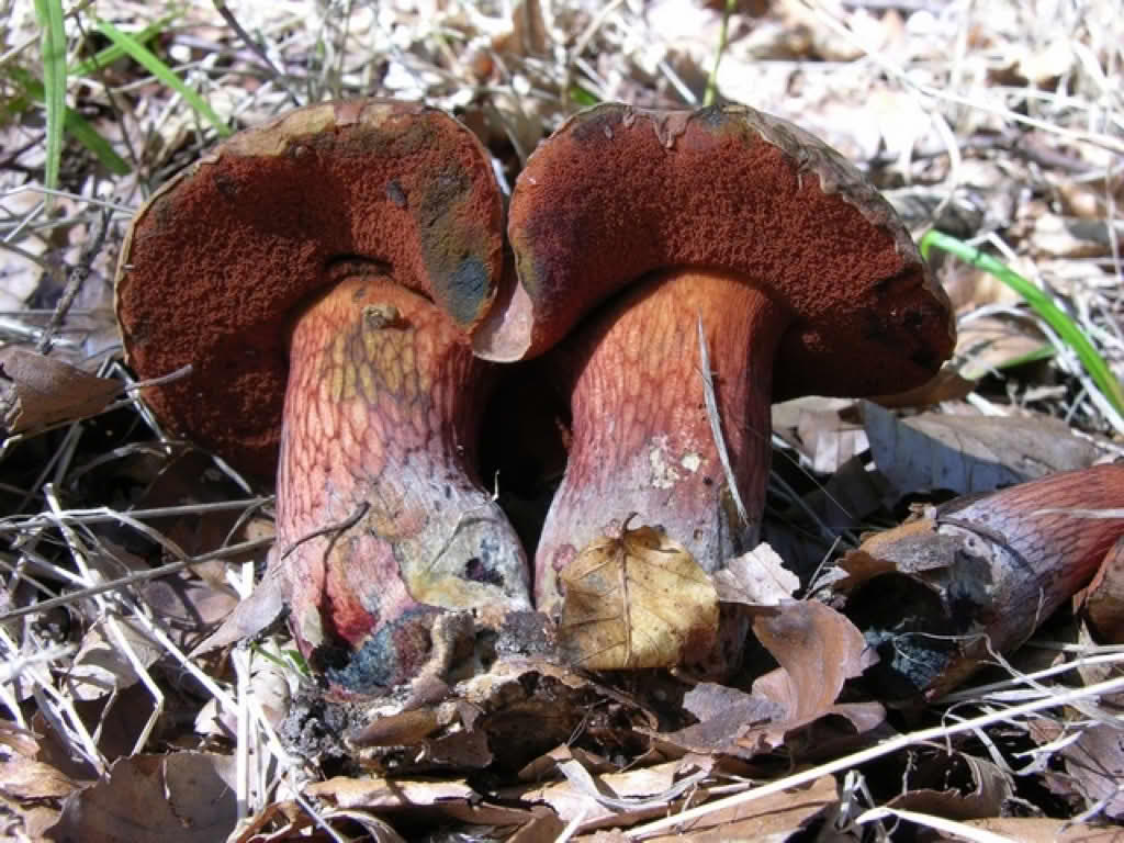 Boletus luridus