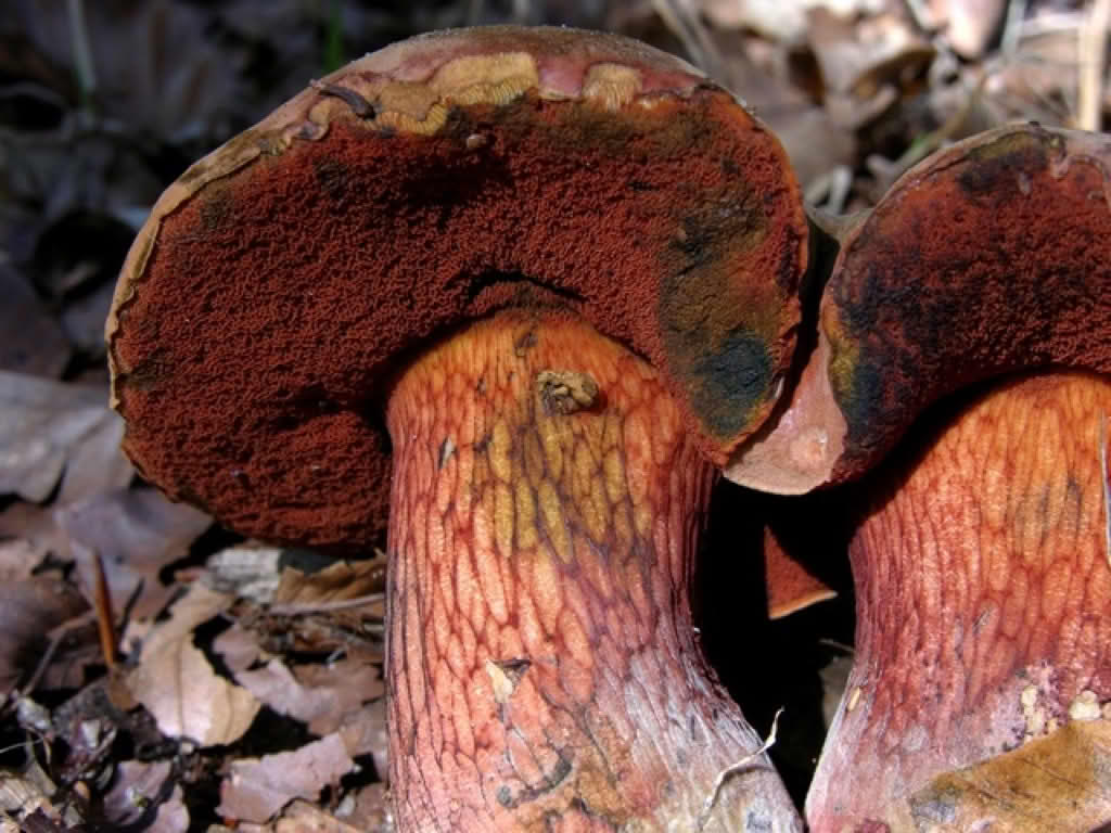 Boletus luridus