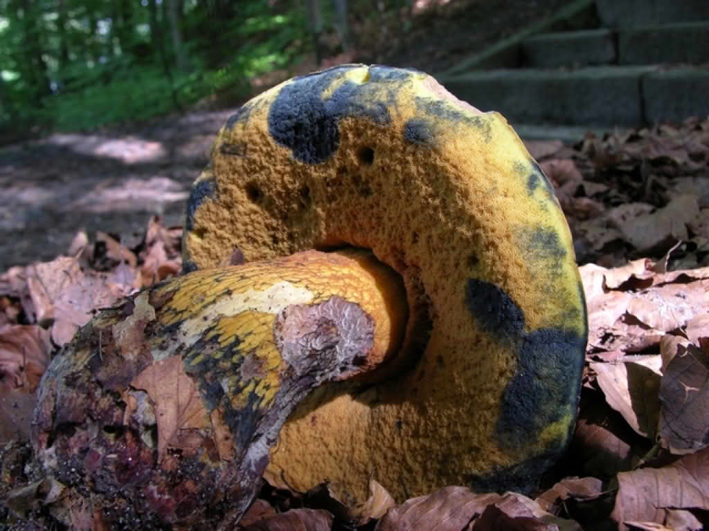 Boletus luridus