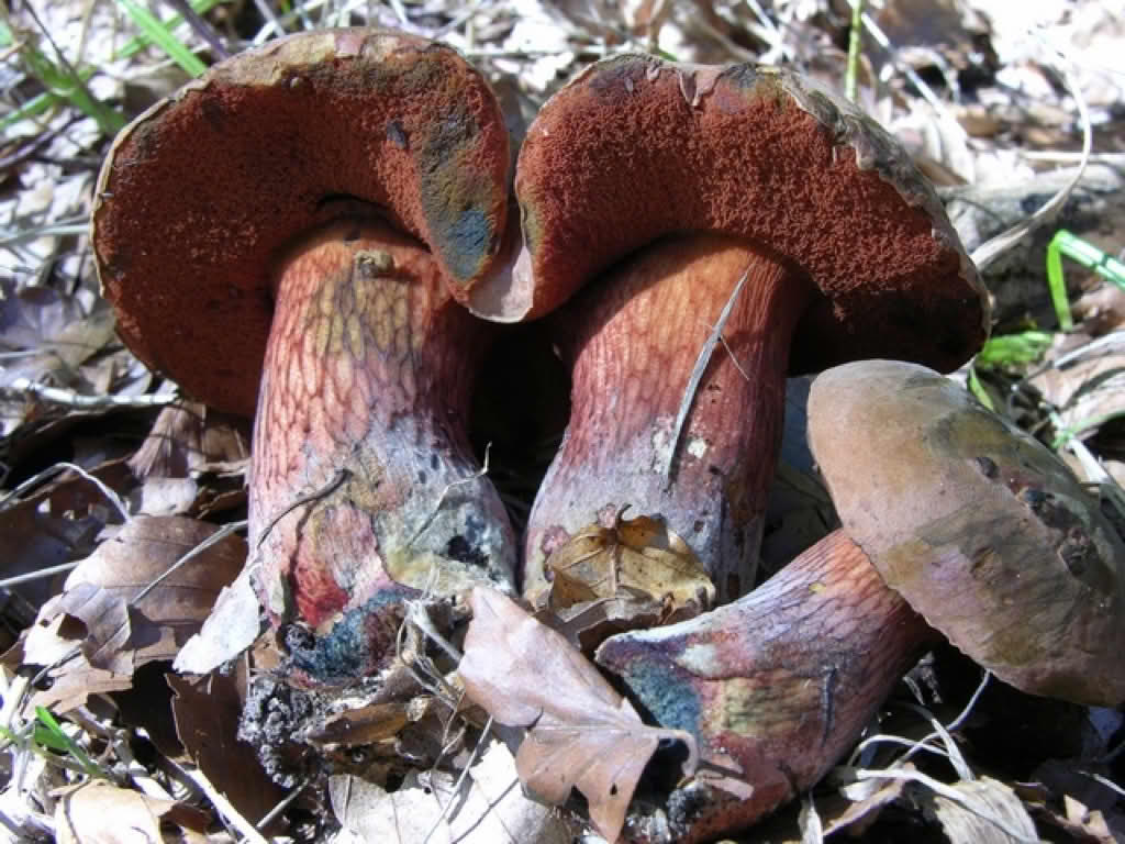 Boletus luridus