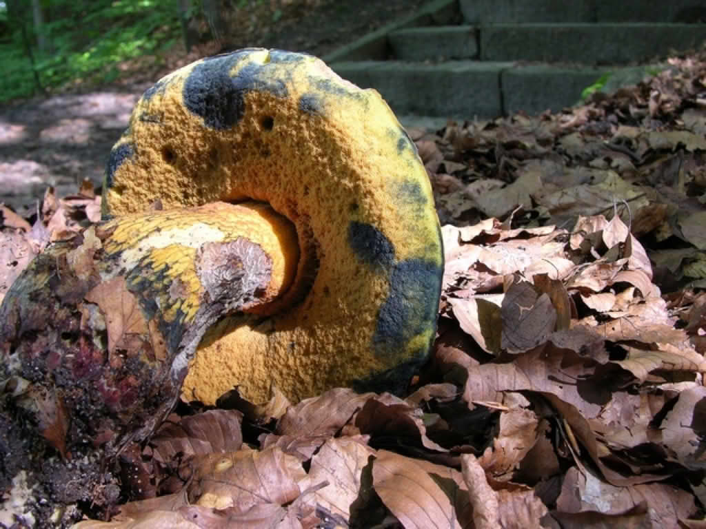 Boletus luridus