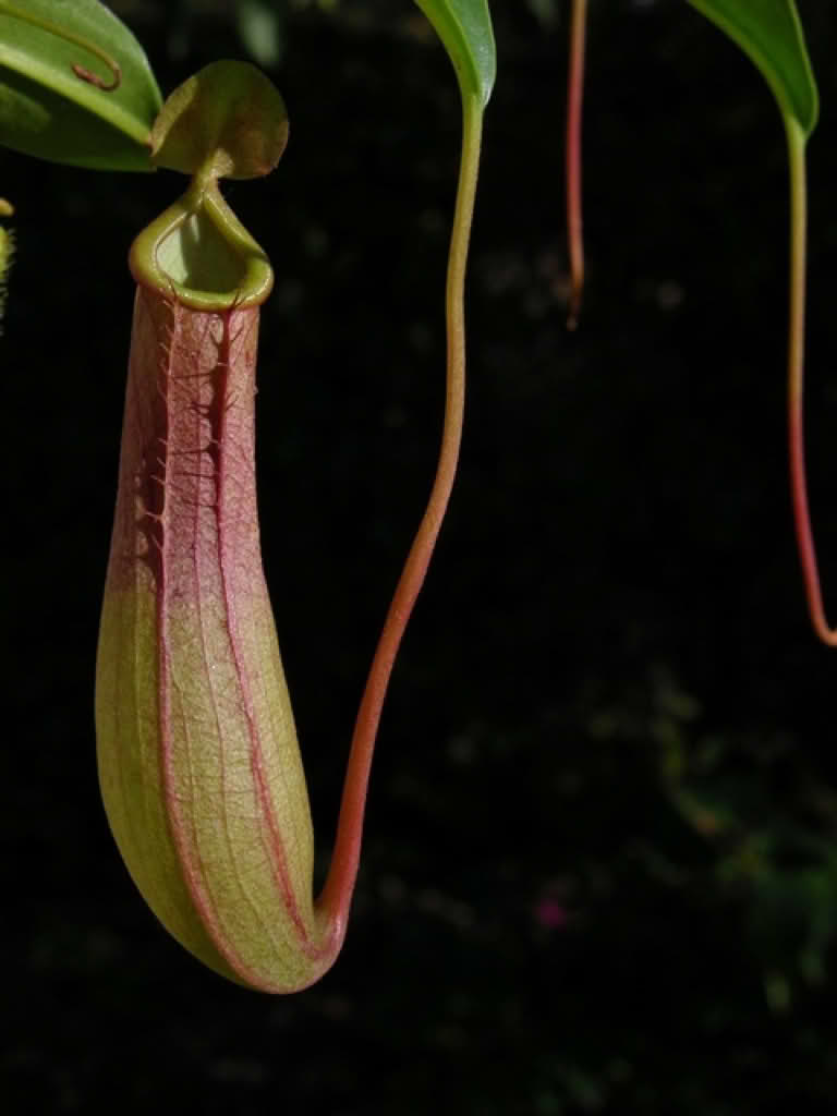 Nepenthes