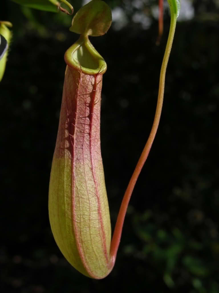 Nepenthes