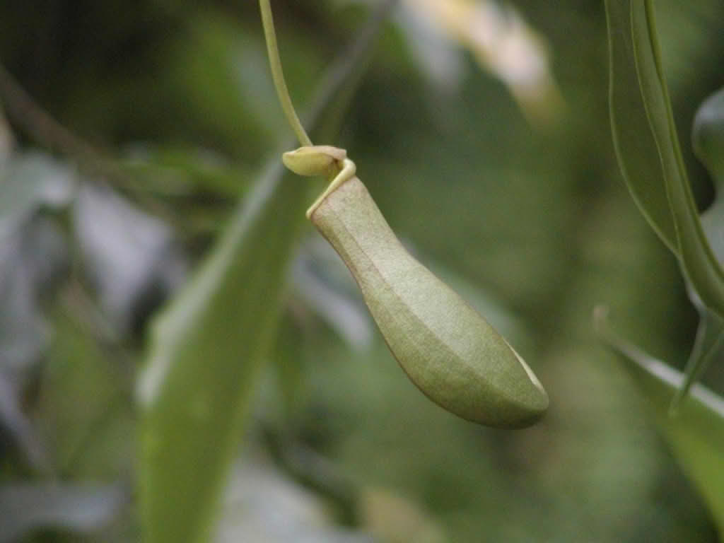 Nepenthes