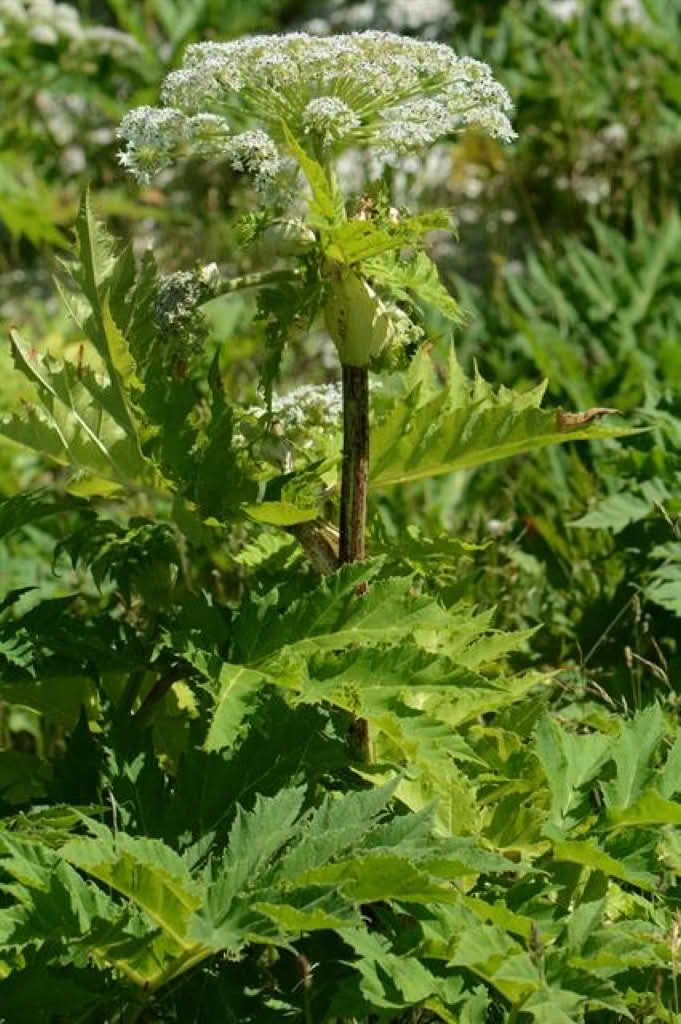 Heracleum mantegazzianum