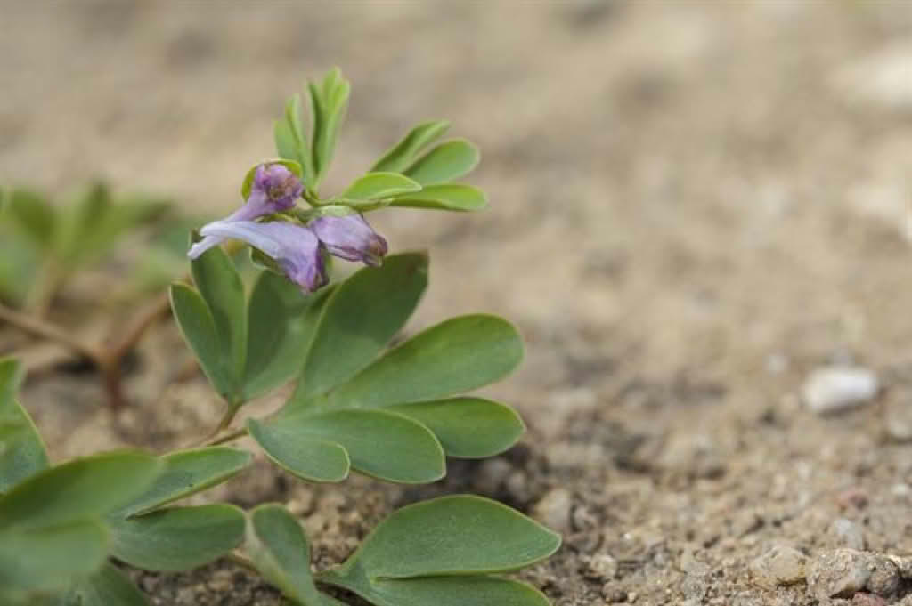 Corydalis intermedia