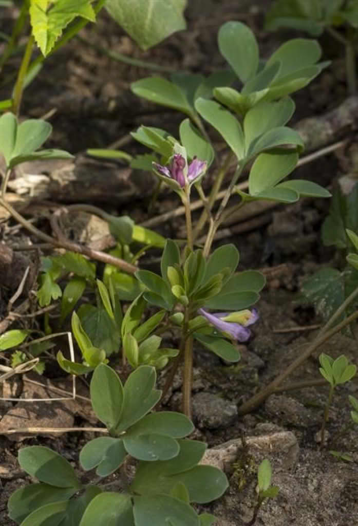 Corydalis intermedia