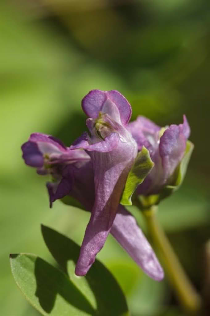 Corydalis intermedia