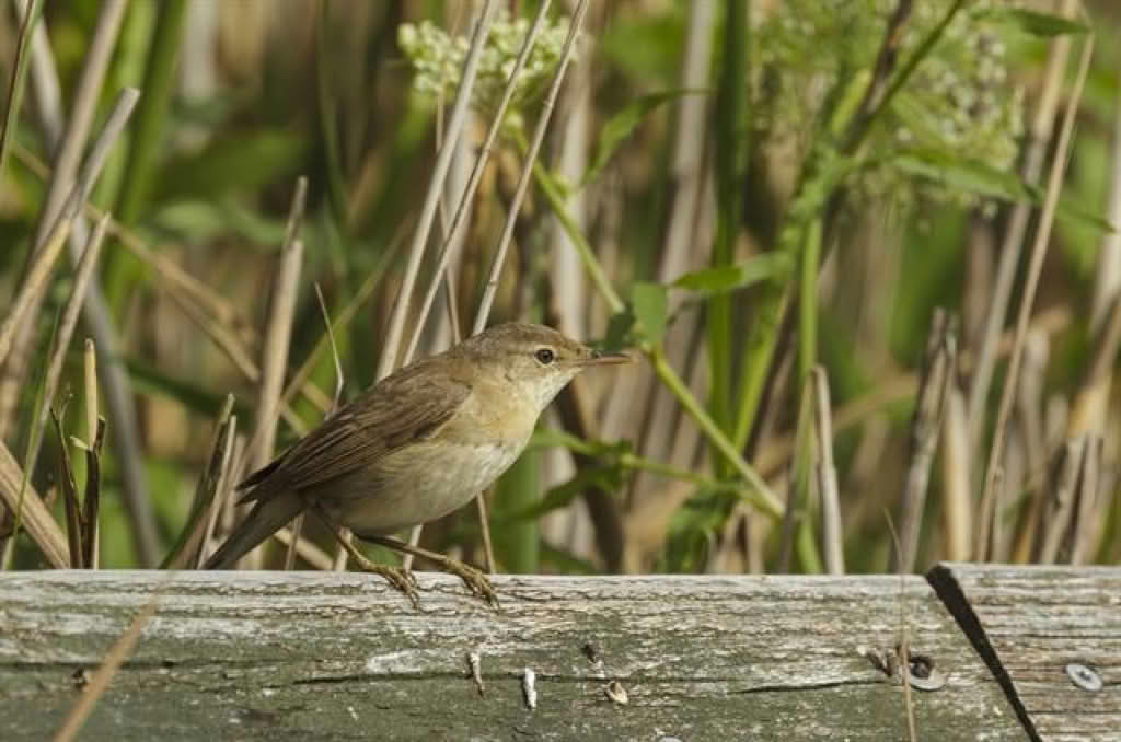 Acrocephalus scirpaceus