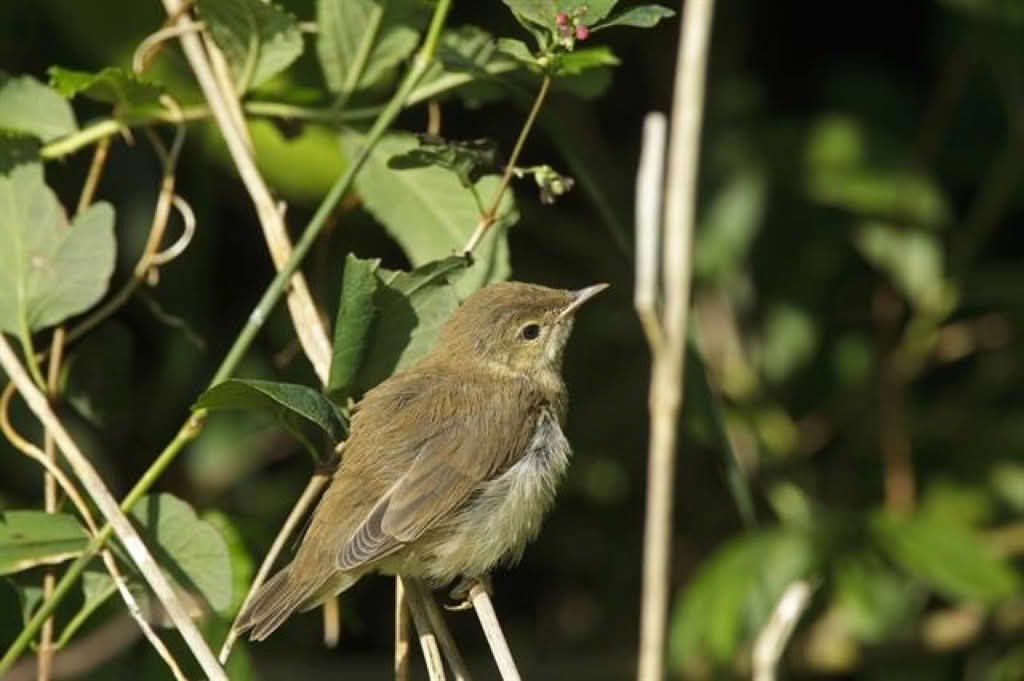 Acrocephalus scirpaceus