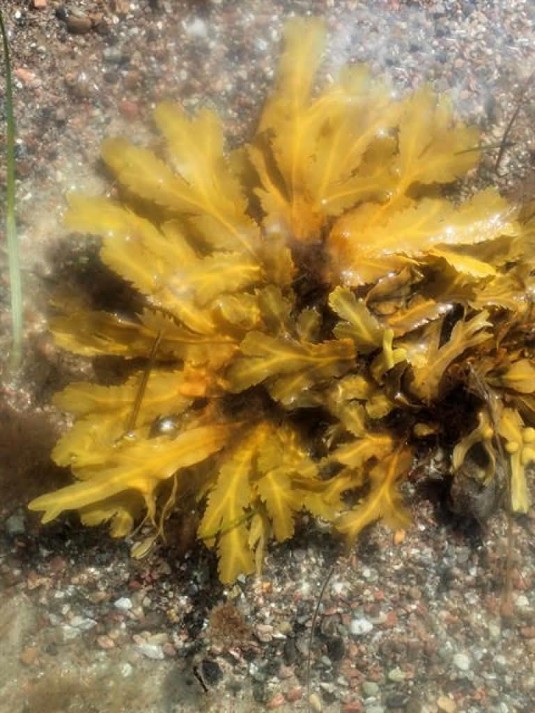 Fucus serratus