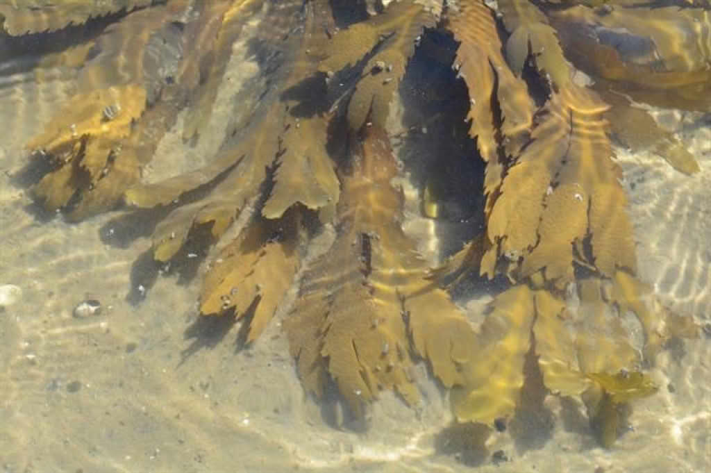 Fucus serratus