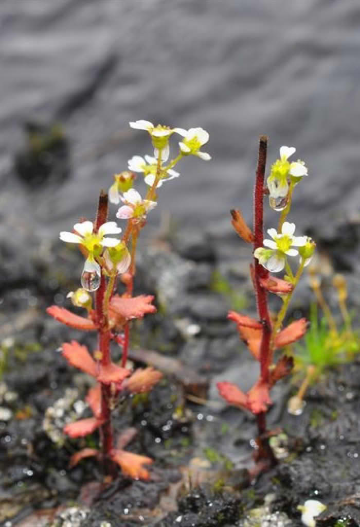 Saxifraga adscendens