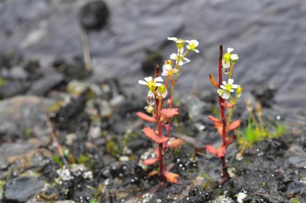 Saxifraga adscendens