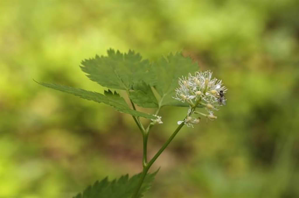 Actaea spicata