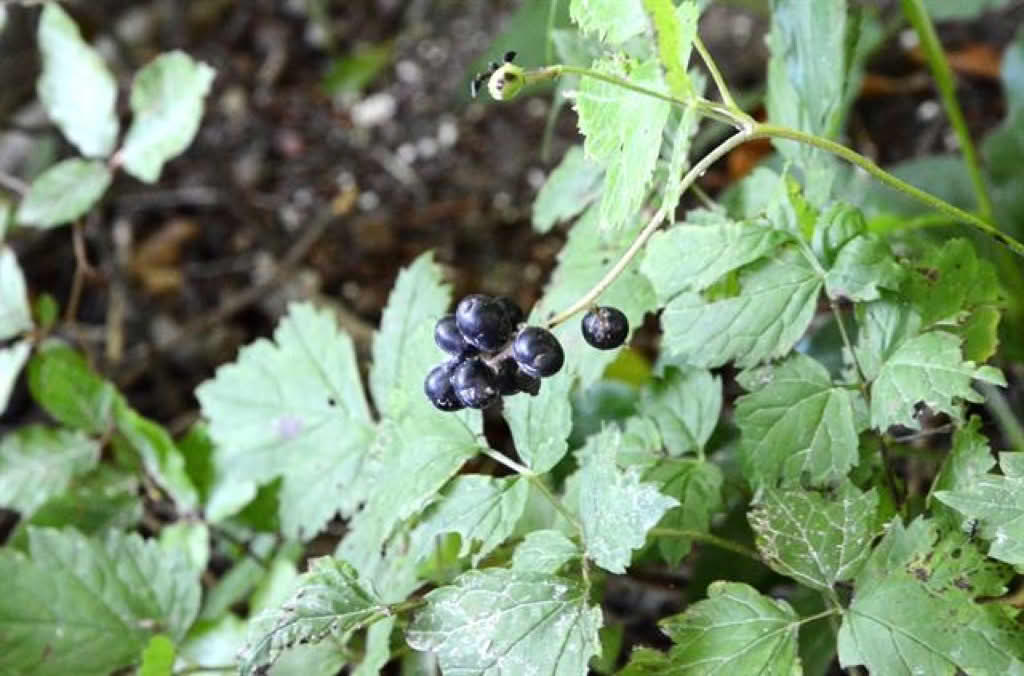 Actaea spicata