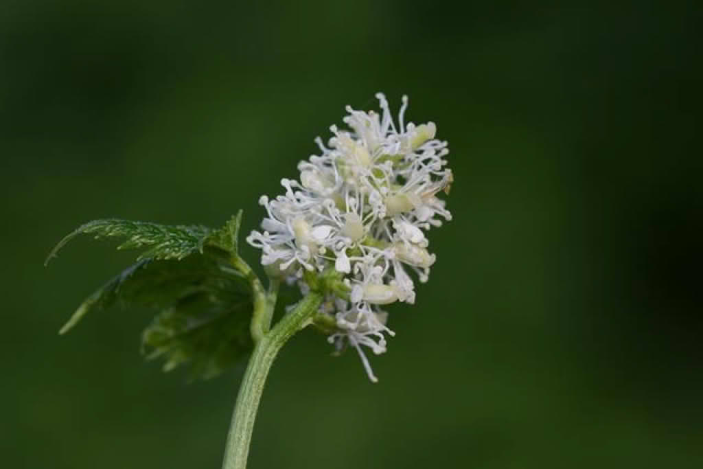 Actaea spicata