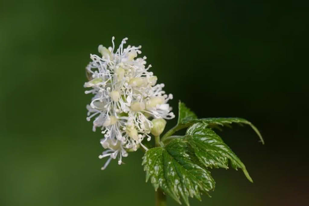 Actaea spicata