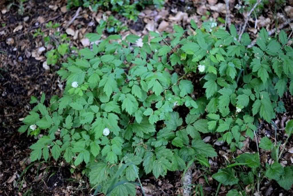 Actaea spicata