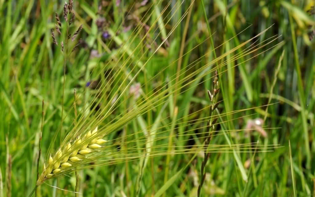 Hordeum vulgare var. vulgare