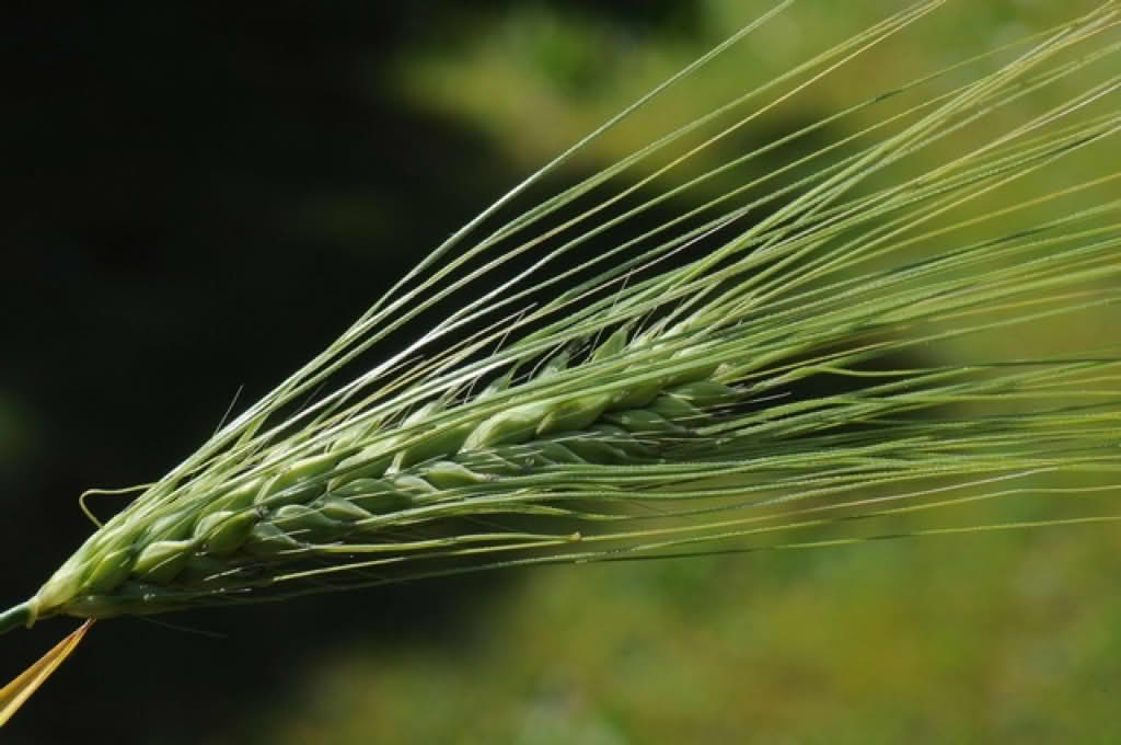 Hordeum vulgare var. vulgare