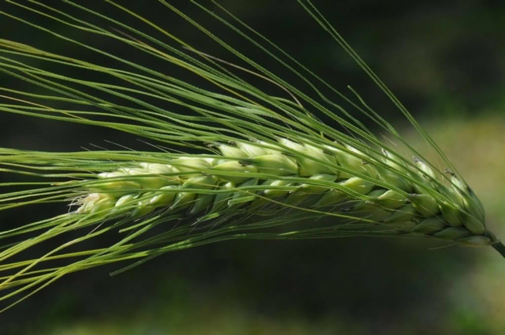 Hordeum vulgare var. vulgare