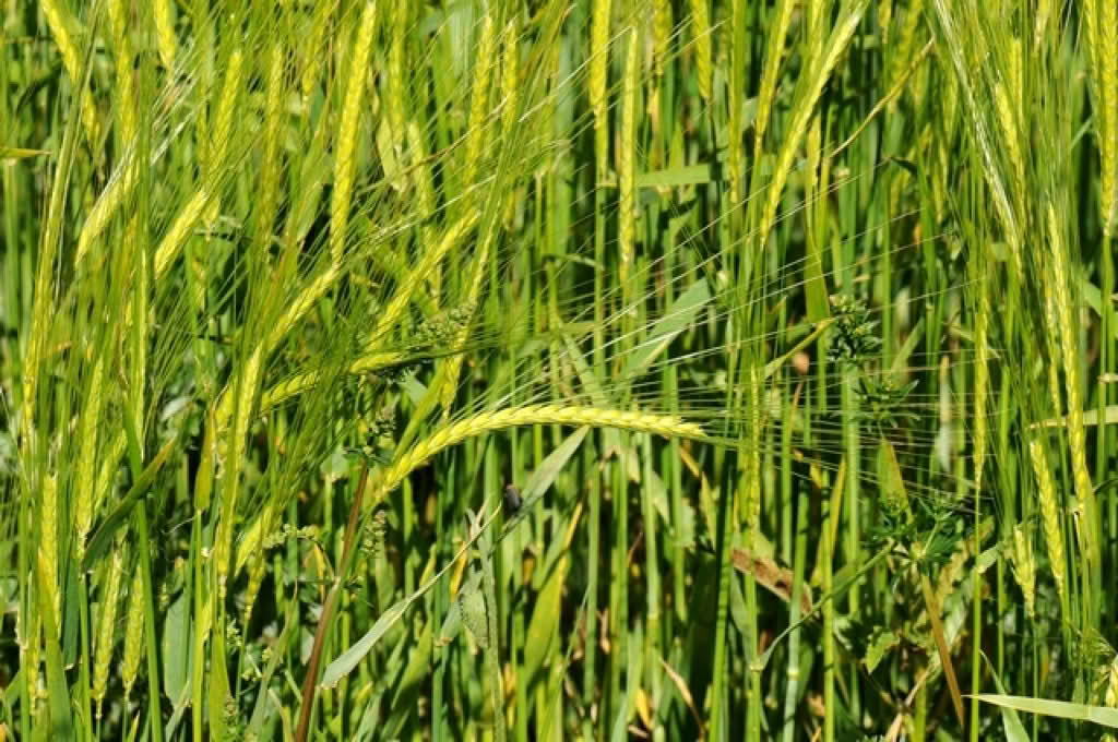 Hordeum vulgare var. distichon