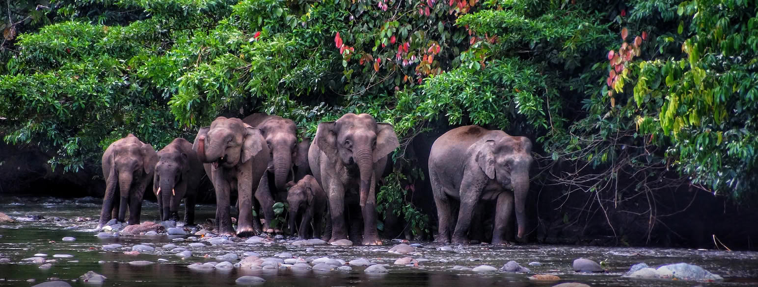 Pygméelefanter i Danum Valley på Borneo