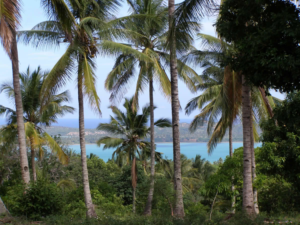 Palmeplantasjer i Zavala, Inhambane