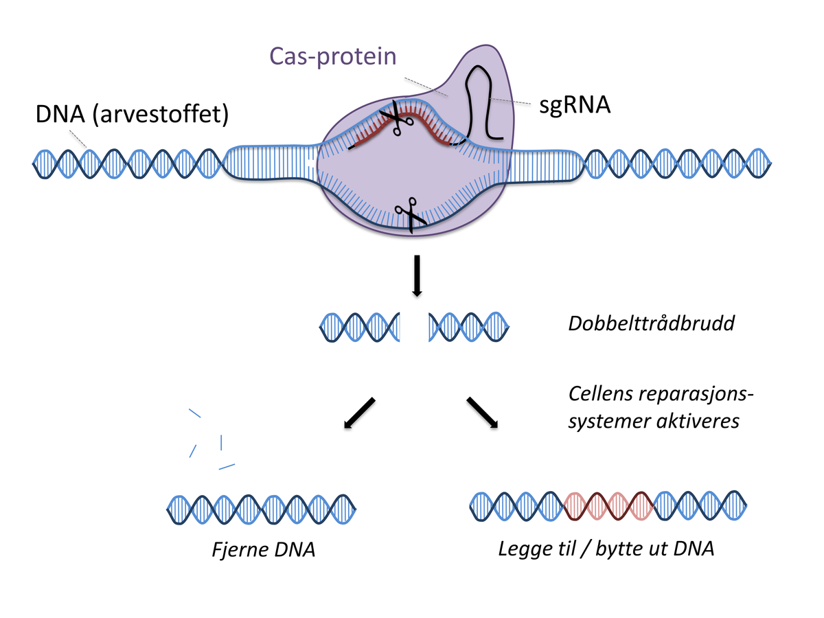 CRISPR